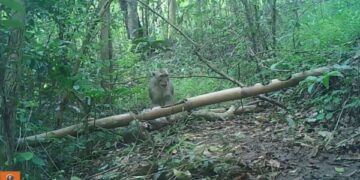 Camera trap BBKSDA Jawa Timur merekam satwa liar dilindungi di kawasan Hutan Kota Trenggalek