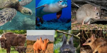 satwa yang lolos dari kepunahan