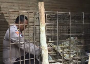 Evakuasi Mbah Kirno di Ponorogo yang dikurung 20 tahun dalam jeruji besi karena diyakini memiliki ilmu rawarontek