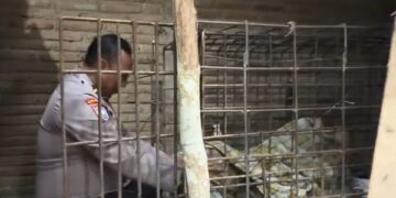 Evakuasi Mbah Kirno di Ponorogo yang dikurung 20 tahun dalam jeruji besi karena diyakini memiliki ilmu rawarontek