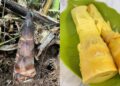 Rebung atau bambu muda yang disebut berpotensi sebagai superfood kaya nutrisi
