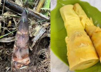 Rebung atau bambu muda yang disebut berpotensi sebagai superfood kaya nutrisi