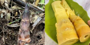 Rebung atau bambu muda yang disebut berpotensi sebagai superfood kaya nutrisi