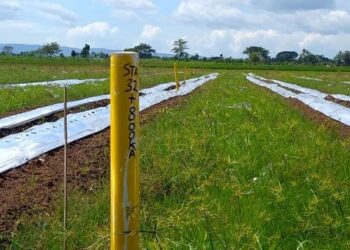 Area pembebasan lahan Tol Kediri–Tulungagung yang belum dilanjutkan