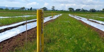 Area pembebasan lahan Tol Kediri–Tulungagung yang belum dilanjutkan