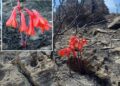Bunga True Fire Lily (Cyrtanthus ventricosus) berwarna merah-oranye mekar di lahan Fynbos Afrika Selatan setelah kebakaran alami