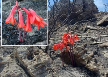 Bunga True Fire Lily (Cyrtanthus ventricosus) berwarna merah-oranye mekar di lahan Fynbos Afrika Selatan setelah kebakaran alami