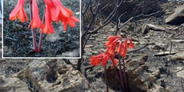 Bunga True Fire Lily (Cyrtanthus ventricosus) berwarna merah-oranye mekar di lahan Fynbos Afrika Selatan setelah kebakaran alami