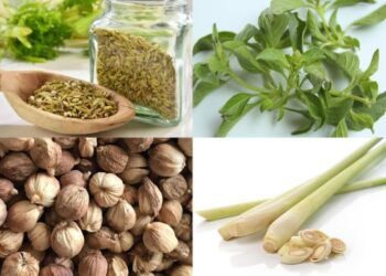 Ilustrasi obat herbal alami untuk membantu menjaga kesehatan sistem pencernaan