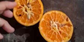 Paket MBG di Trenggalek dengan buah jeruk diduga busuk dan berulat