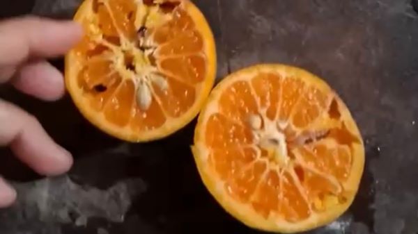 Paket MBG di Trenggalek dengan buah jeruk diduga busuk dan berulat