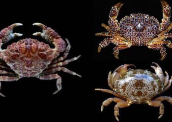 Ilustrasi kepiting beracun di perairan tropis