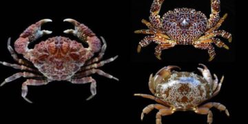Ilustrasi kepiting beracun di perairan tropis