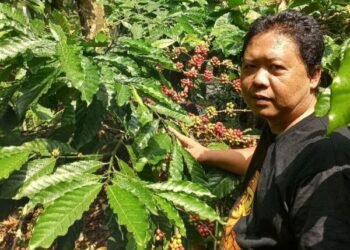 Kopi Robusta Selorejo Blitar juara dua Indonesia Green Coffee Competition 2026