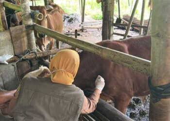 Petugas Disnakkan Trenggalek melakukan vaksinasi PMK pada sapi milik peternak