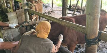 Petugas Disnakkan Trenggalek melakukan vaksinasi PMK pada sapi milik peternak