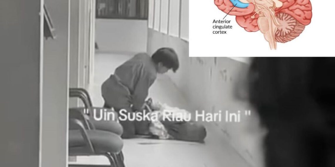 Ilustrasi bagian otak Anterior Cingulate Cortex (ACC) yang berperan dalam kontrol emosi