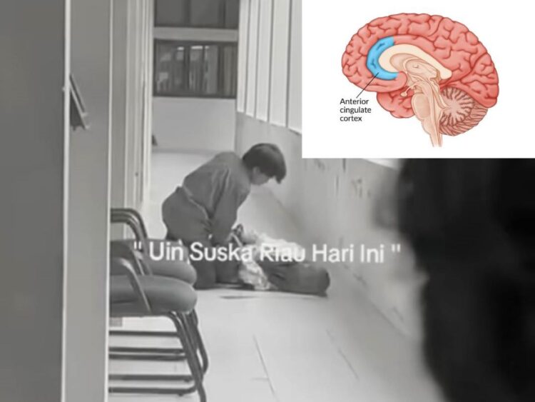 Ilustrasi bagian otak Anterior Cingulate Cortex (ACC) yang berperan dalam kontrol emosi