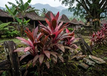 Tanaman andong merah di area pemakaman sebagai simbol penghubung dunia spiritual