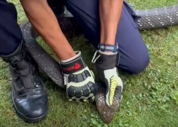 penangkapan ular king cobra oleh damkar trenggalek