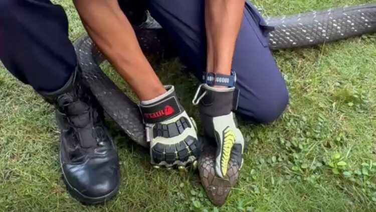 penangkapan ular king cobra oleh damkar trenggalek