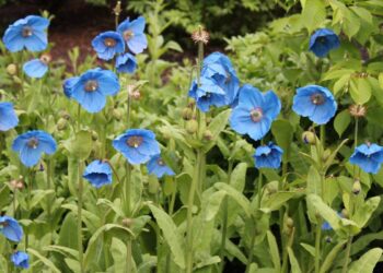 Bunga blue poppy berwarna biru langit mekar di pegunungan Himalaya
