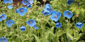 Bunga blue poppy berwarna biru langit mekar di pegunungan Himalaya