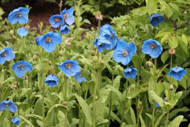 Bunga blue poppy berwarna biru langit mekar di pegunungan Himalaya