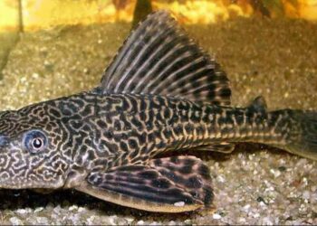 Ikan sapu-sapu sebagai spesies invasif di ekosistem sungai Jakarta