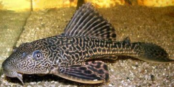 Ikan sapu-sapu sebagai spesies invasif di ekosistem sungai Jakarta