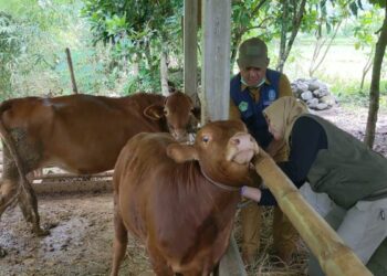 harga sapi naik di Trenggalek jelang Idul Adha 2026