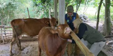 harga sapi naik di Trenggalek jelang Idul Adha 2026