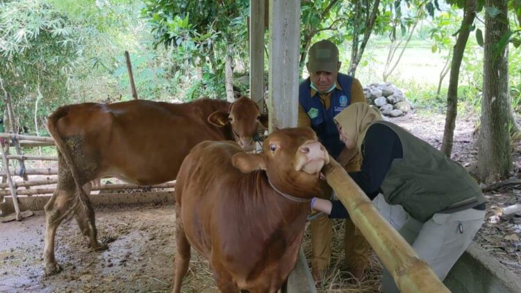 harga sapi naik di Trenggalek jelang Idul Adha 2026