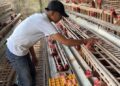 Defi Sugiarto, peternak ayam petelur di Desa Ngulankulon, Pogalan, Trenggalek. Foto: bacaini/Aby