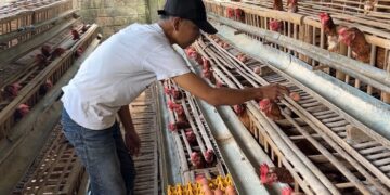 Defi Sugiarto, peternak ayam petelur di Desa Ngulankulon, Pogalan, Trenggalek. Foto: bacaini/Aby