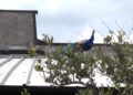 Burung merak liar menginvasi kota pantai Punta Marina di Italia