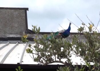 Burung merak liar menginvasi kota pantai Punta Marina di Italia