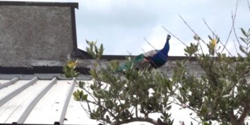 Burung merak liar menginvasi kota pantai Punta Marina di Italia