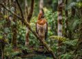 Elang Jawa di habitat hutan alami Pulau Jawa yang menjadi inspirasi lambang Garuda Pancasila