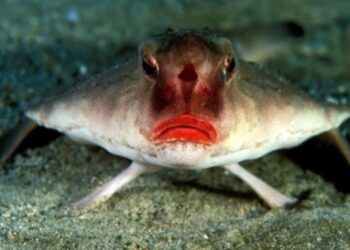 Ikan kelelawar bibir merah Ogcocephalus darwini berjalan di dasar laut perairan Galapagos dengan bibir merah menyala
