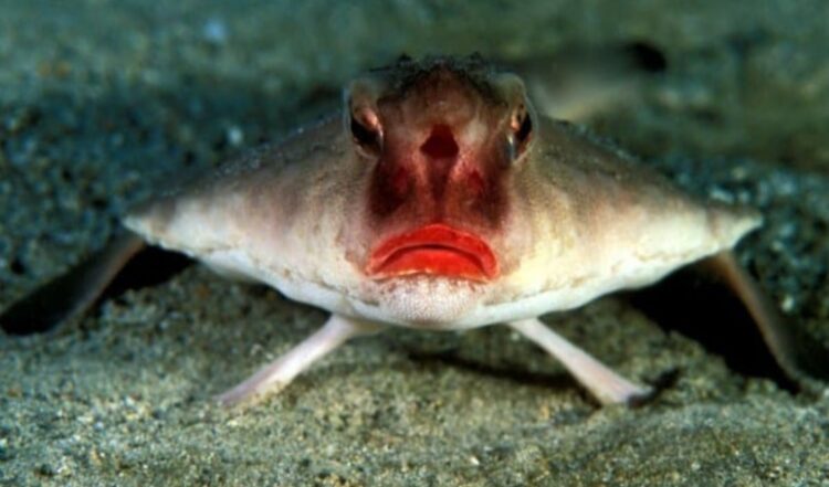 Ikan kelelawar bibir merah Ogcocephalus darwini berjalan di dasar laut perairan Galapagos dengan bibir merah menyala
