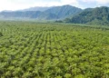Kawasan hutan sawit di Papua. Foto: GAPKI