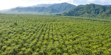 Kawasan hutan sawit di Papua. Foto: GAPKI