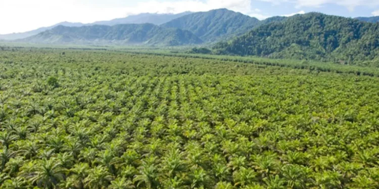 Kawasan hutan sawit di Papua. Foto: GAPKI