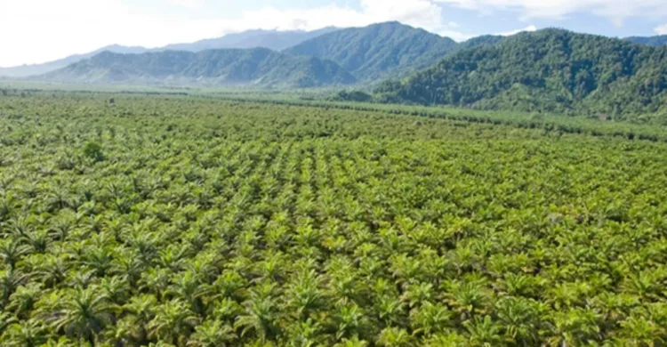 Kawasan hutan sawit di Papua. Foto: GAPKI