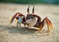 Kepiting berjalan menyamping di pasir pantai sebagai hasil evolusi sejak Periode Jura Awal