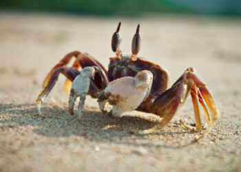 Kepiting berjalan menyamping di pasir pantai sebagai hasil evolusi sejak Periode Jura Awal