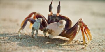 Kepiting berjalan menyamping di pasir pantai sebagai hasil evolusi sejak Periode Jura Awal
