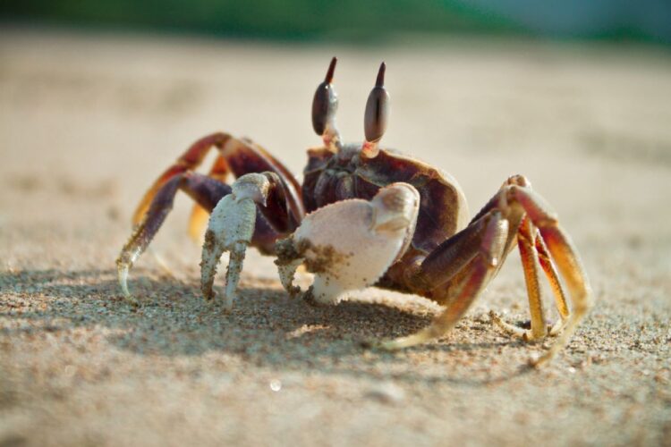 Kepiting berjalan menyamping di pasir pantai sebagai hasil evolusi sejak Periode Jura Awal