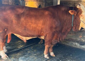 Sapi simmental 1,37 ton milik peternak Trenggalek untuk kurban Presiden Prabowo